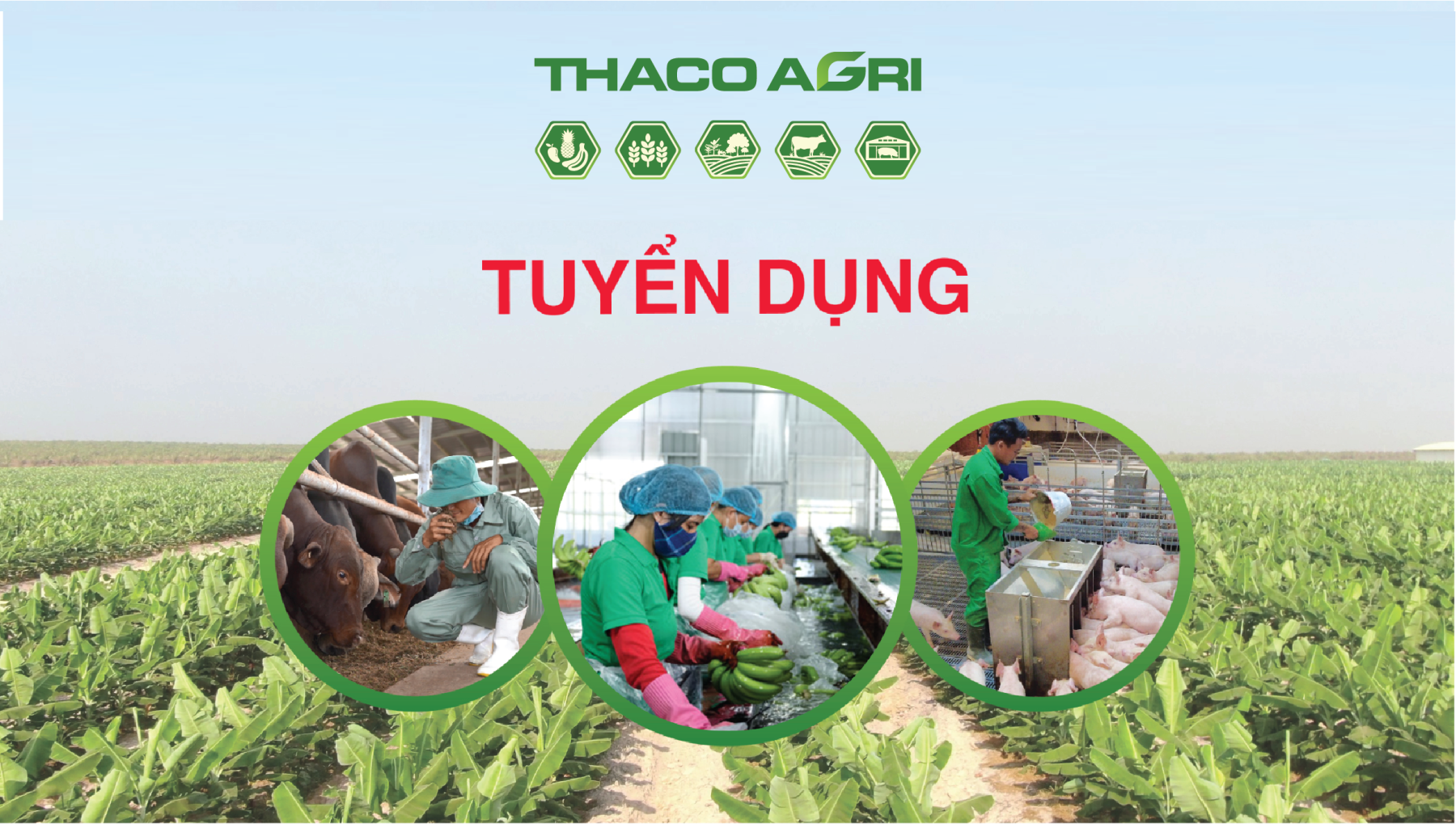 CÔNG TY CỔ PHẦN NÔNG NGHIỆP TRƯỜNG HẢI - THACO AGRI