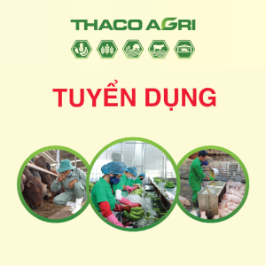 CÔNG TY CỔ PHẦN NÔNG NGHIỆP TRƯỜNG HẢI - THACO AGRI